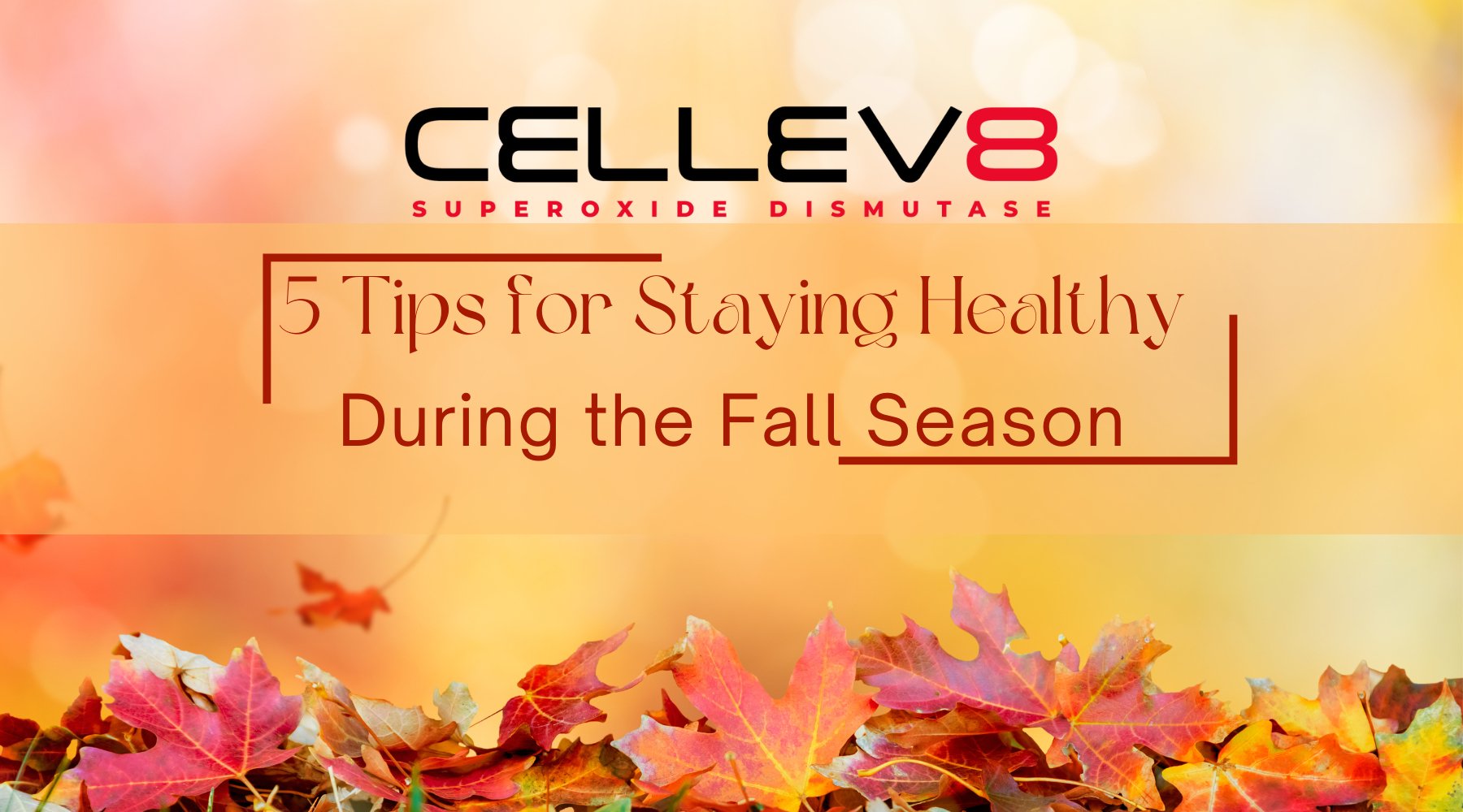 5 Tips for Staying Healthy During the Fall Season - Cellev8