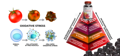 Antioxidant Pyramid Diagram